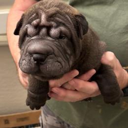 Puppy 1 - Brown male Chinese Shar-Pei puppy in Cave Creek, Arizona from Center Stage Shar-pei