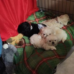 Pekingese Puppies from Heather's Pekingese