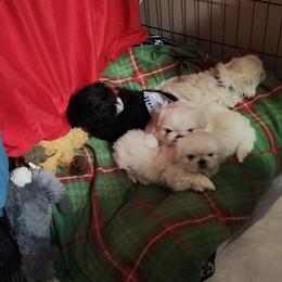 Pekingese Puppies from Heather's Pekingese