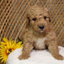 Male 1 - Apricot male Poodle puppy in Mississippi from Ewing Acres
