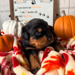 Daisy - Black and mahogany female Rottweiler puppy in Crivitz, Wisconsin from Khaotic Rottweilers