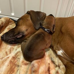 Rhodesian Ridgeback Puppies from Mountain Lion Ridgebacks