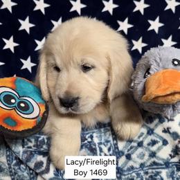 Lacy Boy 4 - Light golden male Golden Retriever puppy in Niles, Michigan from Family Raised Goldens