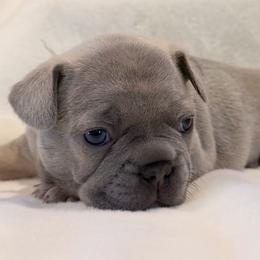 Maybell - Blue fawn female French Bulldog puppy in Hudsonville, Michigan from Willow Farm