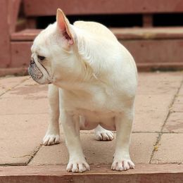 Paloma - French Bulldog
