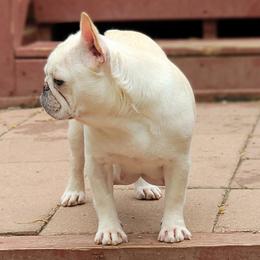 Paloma - French Bulldog