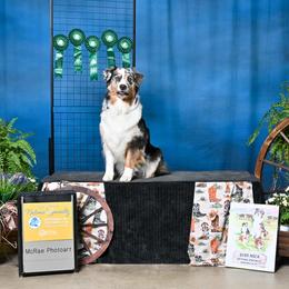 Australian Shepherd All Grown Up from Eventide Australian Shepherds
