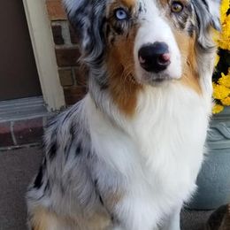 Australian Shepherds from Jodie's Australian Shepherds