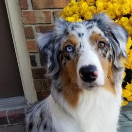 Australian Shepherds from Jodie's Australian Shepherds