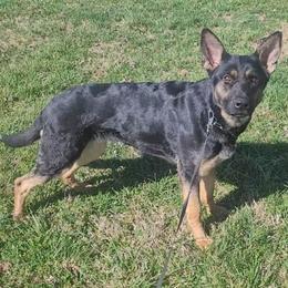 Scout - Black and tan female German Shepherd puppy in Winchester, Kentucky from Del Lago Canine Center
