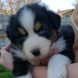 Australian Shepherd Puppies from Bar G Australian Shepherds