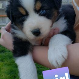 Australian Shepherd Puppies from Bar G Australian Shepherds