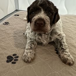 Girl 1 - Brown roan female Lagotto Romagnolo puppy in Sherman, Texas from Texas Lagottos