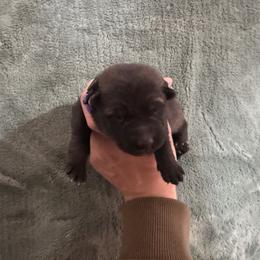 Purple coller sable female - Sable female German Shepherd puppy in Bartlesville, Oklahoma from Guardian Working Shepherds