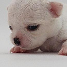 Chihuahua Puppies from Precious Paws of Florida