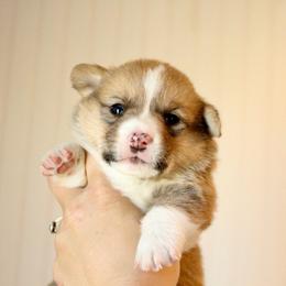 Biscuit - Red male Pembroke Welsh Corgi puppy in Stockton, Utah from BW Corgis