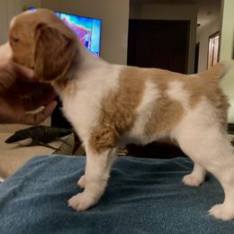 F2 - White and orange female Brittany puppy in Alburtis, Pennsylvania from Triumphant Kennels