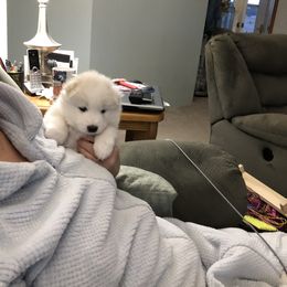 Samoyed Puppies from Calista Samoyeds