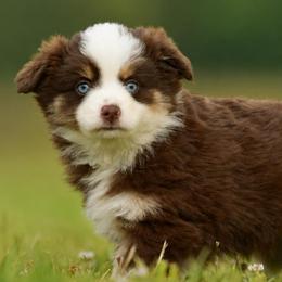 Miko - Red tri female Toy Australian Shepherd puppy in Hartman, Arkansas from Southern Edition Aussies