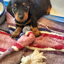 Millie - Black and tan female Dachshund puppy in Littlestown, Pennsylvania from Redeemer's Dachshunds