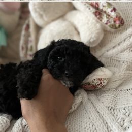 Maltipoo Puppies from Awwws&Pawws