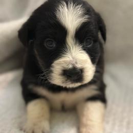 Scourge - Black tri-color male Australian Shepherd puppy in Albertville, Alabama from Salt Creek Aussies