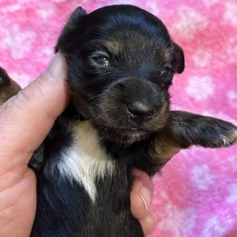 Sally Fields - Black and tan female Dachshund puppy in Florence County, South Carolina from Modern Family Standards