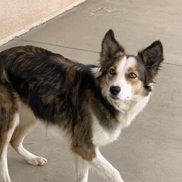 Liberty - Border Collie