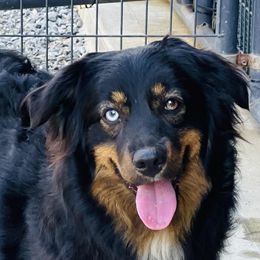 Jelle - Miniature Australian Shepherd