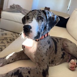 Newton - Mantle merle male Great Dane puppy in Bay Shore, New York from Gentle Giant Companions