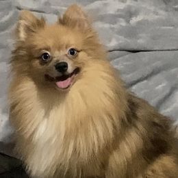 Queen - Pomeranian