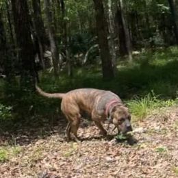 YPK Nairobi - Perro de Presa Canario