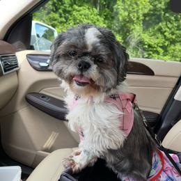 Sandy - Shih Tzu