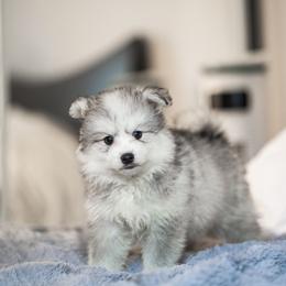Kyoto - Silver male Pomsky puppy in San Mateo, California from The Pomsky Garden