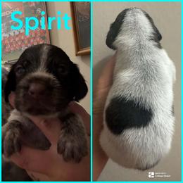 Spirit - Liver and white male German Wirehaired Pointer puppy in Fulshear, Texas from Jagged Edge German Wirehaired Versatility Dogs
