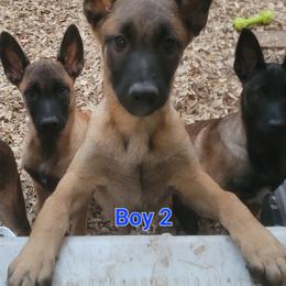 Boy 2 - Mahogany male Belgian Malinois puppy in Corpus Christi, Texas from Heavenly Firefly Belgian Malinois
