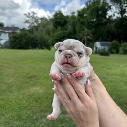 Boy 2 - male French Bulldog puppy in Jacksonville, Florida from Jacksonville Frenchies