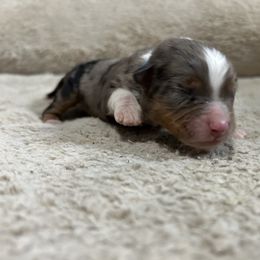 Rebel - Blue merle male Miniature American Shepherd puppy in Terryville, Connecticut from Spirited Aussies