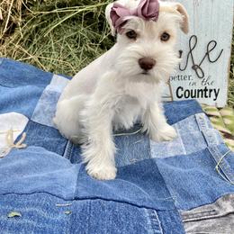 Miniature Schnauzer Puppies from Schnauzers on Robinson Lane