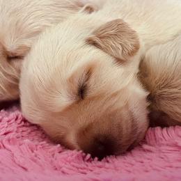 Sunny - Light golden female Golden Retriever puppy in Blackfoot, Idaho from Ivy’s Goldens