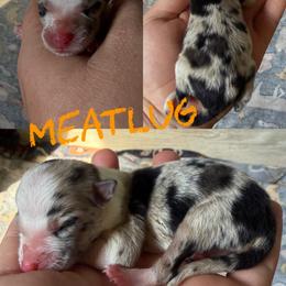 Meatlug - Blue merle female Border Collie puppy in Sanger, California from Flying M Cactus Ranch Buddies