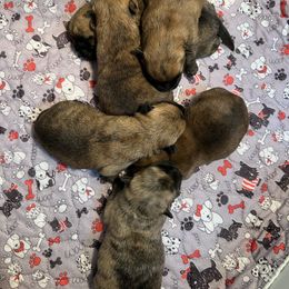 Boy 2 - Cream brindle male Cairn Terrier puppy in Pottersville, Missouri from Cairn Terriers of Heatherridge,LLC