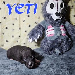 Yeti - Black and white male Rat Terrier puppy in Lynn, Alabama from Cryptic Rat Terriers