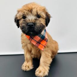 Salmon - Wheaten male Soft Coated Wheaten Terrier puppy in Grand Prairie, Texas from Wonderful Wheatens