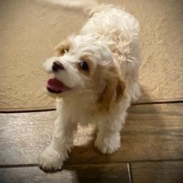 Robert - Blenheim male Cavapoo puppy in Mesa, Arizona from Bubble-ishous Cavaliers, Cavapoos and Portadoodles