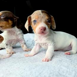 Roo - Dapple female Dachshund puppy in Quitman, Mississippi from S-and-A Kennels