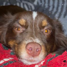 June - Toy Australian Shepherd