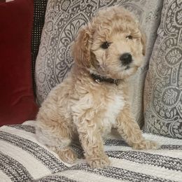 Black Collar Girl - Cream Goldendoodle puppy in Richmond, Virginia from Highland Grove Doodles, LLC