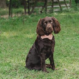 Tilly - Boykin Spaniel