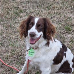 Ruby - English Springer Spaniel